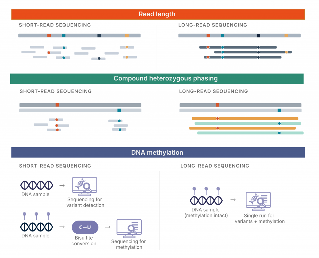 Infographic comparing short-read and long-read sequencing technologies across three genomic analysis areas: read length, compound heterozygous phasing, and DNA methylation. The top section illustrates how short-read sequencing produces fragmented reads, while long-read sequencing spans larger genomic regions continuously. The middle section demonstrates improved compound heterozygous phasing with long reads through read-level haplotype resolution. The bottom section compares DNA methylation workflows, showing that short-read sequencing requires separate bisulfite conversion and sequencing steps, whereas long-read sequencing enables simultaneous variant and methylation analysis in a single run using intact DNA samples.