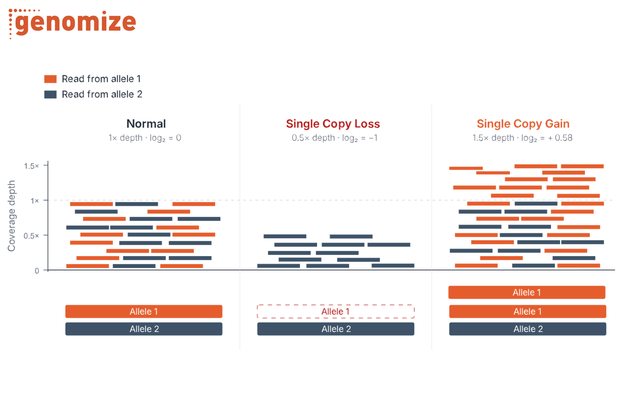 Three-panel diagram showing sequencing read depth for copy number variation. Normal has equal read coverage from both alleles, single copy loss shows reduced coverage from one missing allele, and single copy gain shows increased coverage due to an extra copy of one allele. A legend distinguishes reads from allele 1 (orange) and allele 2 (blue). CNV