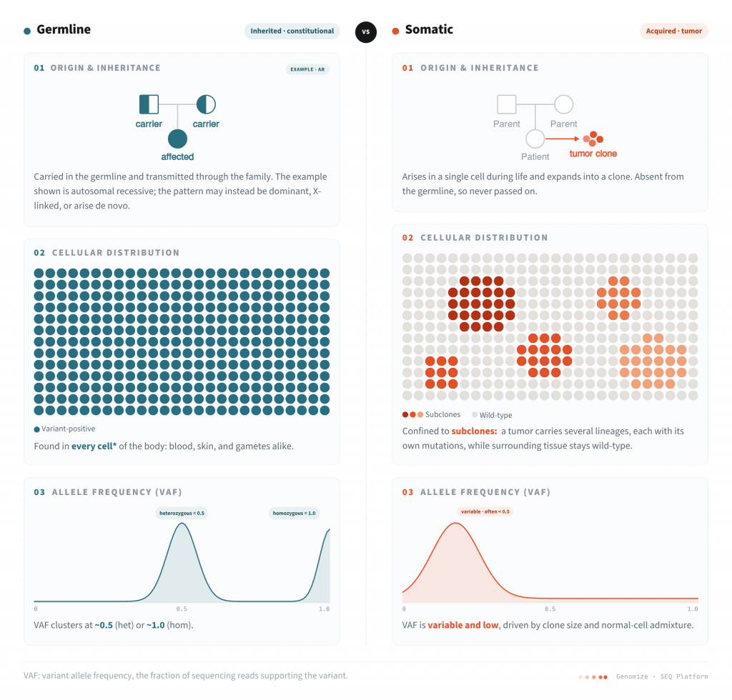 Infographic comparing germline and somatic variants by origin and inheritance, cellular distribution, and variant allele frequency (VAF), illustrating inherited variants across all cells versus acquired tumor-specific variants confined to subclones.