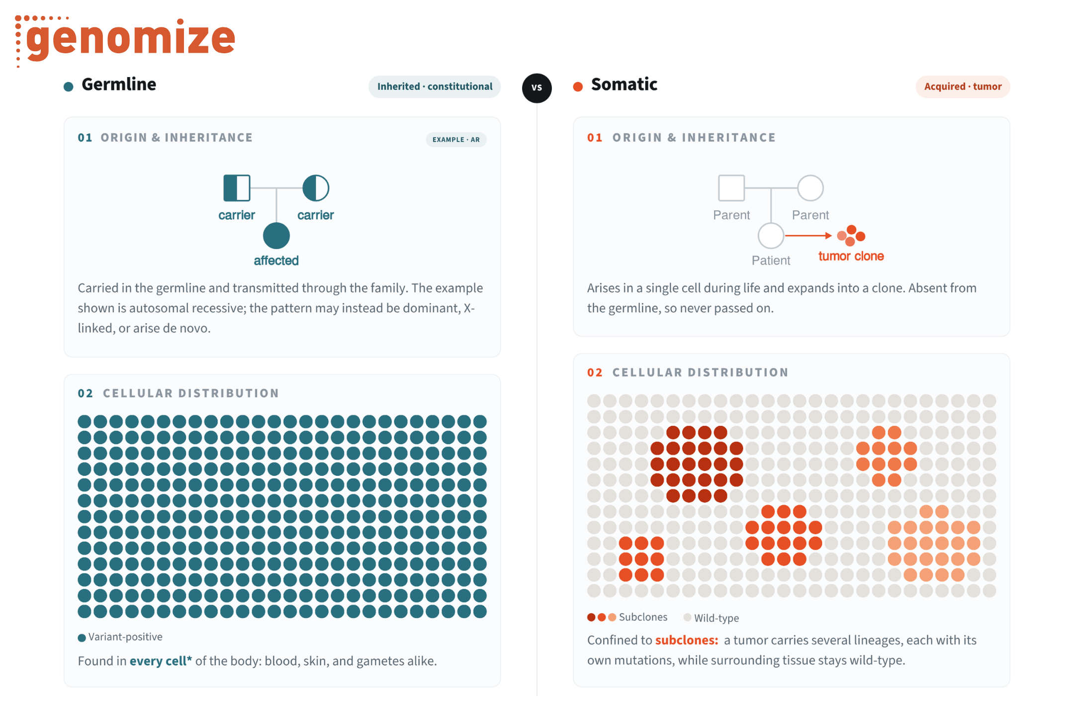 Infographic comparing germline and somatic variants by origin and inheritance and cellular distribution.