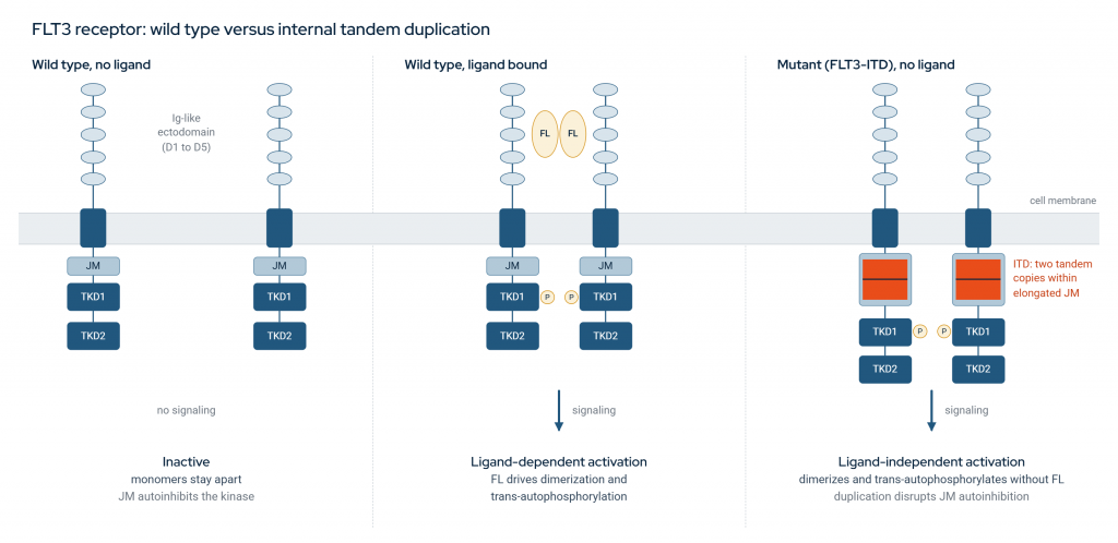 Three-panel schematic comparing wild-type FLT3 and FLT3 with an internal tandem duplication (FLT3-ITD). The left panel shows inactive wild-type FLT3 receptors without ligand, with separated monomers and juxtamembrane (JM) autoinhibition. The middle panel illustrates ligand-dependent activation, where FLT3 ligand (FL) induces receptor dimerization, trans-autophosphorylation, and downstream signaling. The right panel shows FLT3-ITD receptors with duplicated sequences in the JM region, disrupting autoinhibition and enabling ligand-independent dimerization, phosphorylation, and signaling.