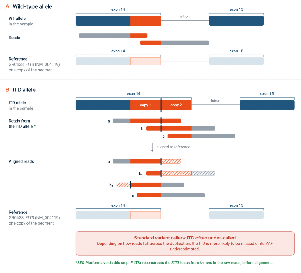 Two-panel schematic illustrating why standard short-read alignment may under-detect FLT3 internal tandem duplications (ITDs). Panel A shows a wild-type FLT3 allele with a single sequence segment in exon 14, where sequencing reads align normally to the reference genome. Panel B shows an ITD allele containing two tandem copies of the segment, with sequencing reads spanning the duplication. When aligned to a reference containing only one copy, some reads become soft-clipped or split, potentially causing standard variant callers to miss the ITD or underestimate its variant allele frequency (VAF). A note highlights that FiLT3r addresses this limitation by reconstructing the FLT3 locus from raw-read k-mers before alignment.